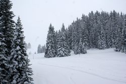 Alta Val Badia (146), Sci Alpino (290)